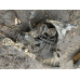 Коробка передач 5 ступ. Ford Connect 1.8 tdci 2002-2014 (7T1R7002CD)